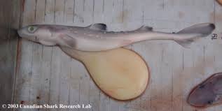 Eggcase hunting is great fun for all the family and you’ll be helping shark conservation. The Campana Lab Spiny Dogfish