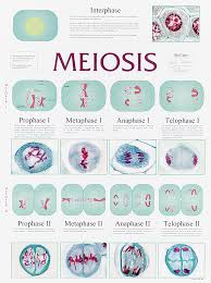 Meiosis Chart