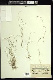 Image result for Microchloa