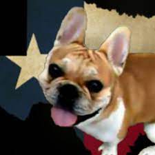We believe a happy frenchie makes the best companion. Tx Frenchies Home Facebook