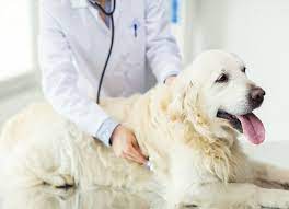 Chemotherapy For Dogs Everything You Need To Know Petmd