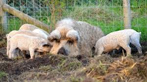 Ministerul Agriculturii Subvenție De 1 200 De Lei Cap De Animal Pentru Crescători