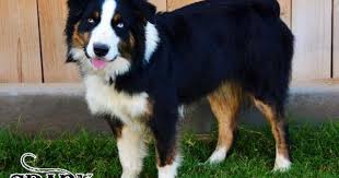 Black And White Aussie Blue Eyes Boyd Ranch Blazin Sun Spark Bet Blue Eyed Tri Black Tri Male Stud Dog Australian Shepherd Dogs