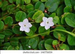 Image result for Evolvulus nummularius