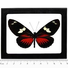 Heliconius doris eratonius red longwing butterfly Peru