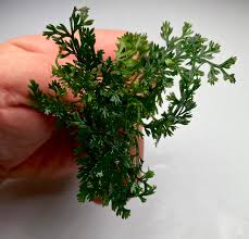 Image result for Bolbitis