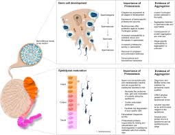 Yo maps mary you x d : Frontiers Proteostasis In The Male And Female Germline A New Outlook On The Maintenance Of Reproductive Health Cell And Developmental Biology