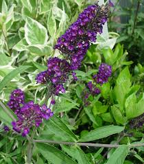 Image result for buddleia davidii