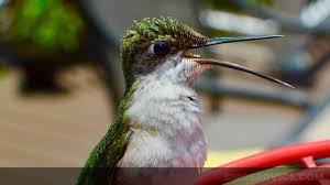 It is seldom seen but easily recognized because it is the only hummingbird that breeds in or migrates through minnesota. When To Stop Feeding Hummingbirds Birds Advice