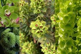 The vivid blossom is always associated with joy. 21 Beautiful Green Flowers With Names And Pictures Florgeous