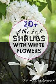 Lots of them, in all different colors, textures, heights, and 1white bleeding heart | dicentra spectabilis 'alba' (zones 3 to 9). White Flowering Shrubs 20 Of The Best Varieties For Your Garden Gardening From House To Home White Flowering Shrubs Bushes And Shrubs Flowering Shrubs