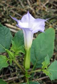 Image result for Datura ferox