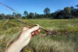 Image result for Oxycaryum