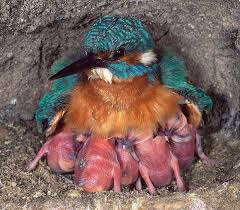 Common Kingfisher And Her Chicks Https Ift Tt 2v6kua6 Common Kingfisher Beautiful Birds Bird Pictures