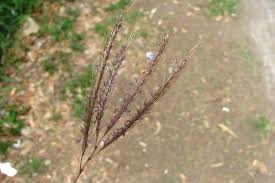Image result for Dichanthium annulatum