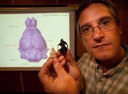 Ancient primate sniffed out dinner in the trees