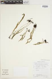 Image result for Cheilanthes angustifrondosa