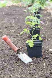 Maybe you would like to learn more about one of these? Creative Vegetable Gardener Secrets To Watering Your Vegetable Garden The Right Way Creative Vegetable Gardener