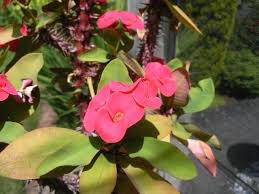 Image result for Synadenium cupulare