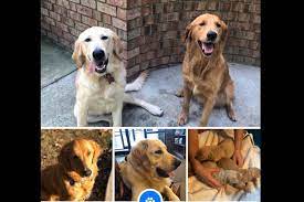 Bella S Puppies Has Golden Retriever Puppies For Sale In Thomasville Nc On Akc Puppyfinder Golden Retriever Retriever Puppy Puppies For Sale