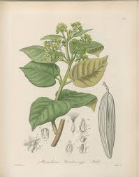 Image result for Marsdenia