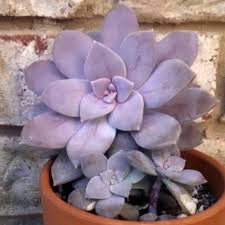 Check spelling or type a new query. 40 Beautiful Types Of Purple Succulents Succulent Alley