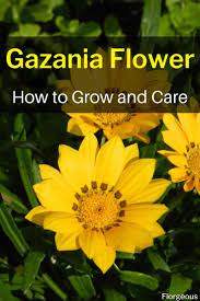 How To Care For Gazania Flowers Gazania Flowers Plant Care Houseplant Planting Flowers