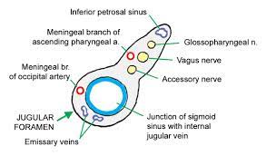 The interventricular foramen, also known as foramen of monro, is part of the ventricular system and the connection between the third ventricle and the lateral ventricle. Structures Passing Through Jugular Foramen Mnemonic Epomedicine