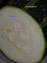 Marrow Vegetable Wikipedia