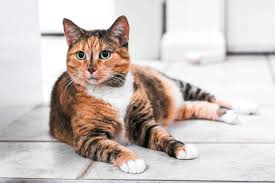 Orange cats were most often. Does Cat Color Influence Cat Personality