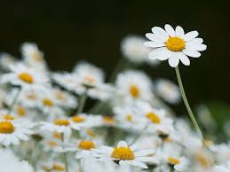 To make it, steep a premade tea bag or 1 tablespoon (2 grams) of dried chamomile. Gardens Camomile Lawn Gardening Advice The Guardian