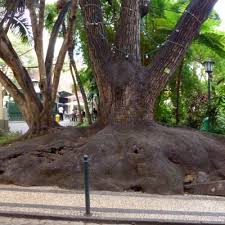 Image result for Phytolacca dioica