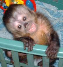 Breeders Links Corner Cute Baby Monkey Pet Monkey Baby Monkey Pet