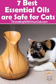 7 best essential oils are safe for cats cat health cat cats essential health oils safe schreibaktivitaten comic erstellen karten drucken