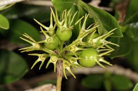 Image result for Pavetta