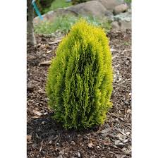 Image result for Platycladus orientalis