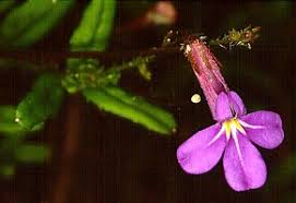 Image result for Lobelia chireensis