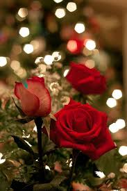 Bunch of roses created using the pencil. Tumblr Beautiful Red Roses Red Roses Christmas Flowers