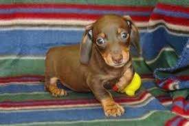 Our dachshund puppies are sold and shipped to all 50 states. Busy B Doxies Site Map Dachshund Puppy Miniature Dachshund Puppies For Sale Doxie