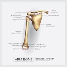 Long bones, short bones, and flat gross anatomy of axial skeleton. Amazon Com Human Shoulder Arm Bone Illustration Anatomy Chart Cool Huge Large Giant Poster Art 36x54 Posters Prints