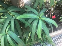 Image result for Brexia