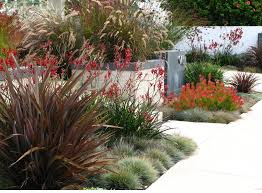 Phormium Festuca Leucadendron Protea Inexpensive Landscaping Landscaping Inspiration Cheap Landscaping Ideas