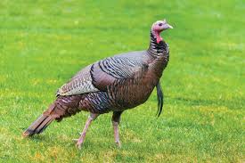 A sunny escape, a wonder of ancient ruins, and a dynamic country stirring with life—turkey is a multilayered delight. Outdoors Columnist Dan Geddings The Wild Turkey The Sumter Item