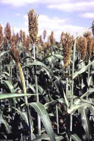 Image result for Sorghum bicolor