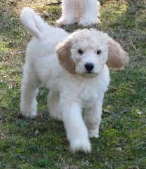 $2500.00 paradise, pa labradoodle puppy. Labradoodle Puppies For Sale In Pa Petswall