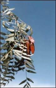 Image result for Schinopsis