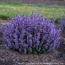 This was my first ever purchase from the cat's pajamas. Nepeta Faassenii Cat S Pajamas Catmint For Sale Rare Roots