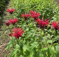 Image result for Monarda didyma