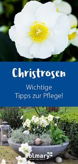 tipps zur pflege von christrosen christrose weihnachtsrose pflanzen