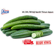Berikut cara penanaman yang boleh dipraktikkan. Rs Japanese Cucumber Seed 30 20 10pcs Benih Timun Jepun Panjang Dan Banyak Hasil Biji Benih Sayur Sayuran Lazada